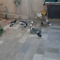 کبوتر