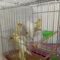 عروس هلندی نرو ماده لوتینو