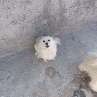 سگ  ماده