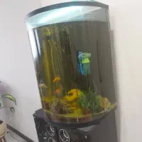 اکواریوم شیشه خم