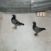 کبوتر (جوجه)