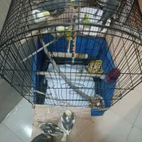 عروس هلندی مولد