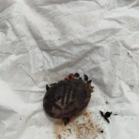 سنگ هبهاب