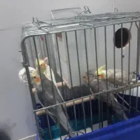 ۳عددعروس وقفس فقط۴تومن