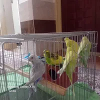 فروش ۵عدد مرغ عشق