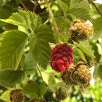 نهال تمشک ( بلک بری و رز بری )
