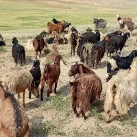 بز شیری