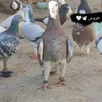 کفتر