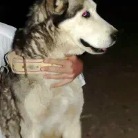 سگ هاسکی نر