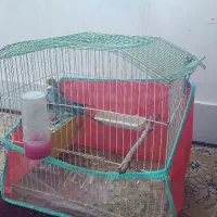 مرغ باتخم