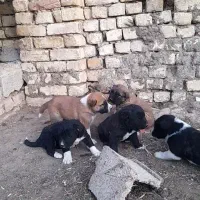 توله