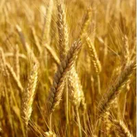 فروش ۳ تن گندم دیم
