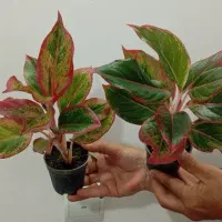 آگلونما لب ماتیکی