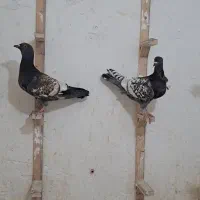 کفتر جوجه طاووسی
