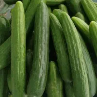 خیار سبز تازه برای خیار شوری