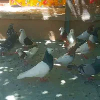 فروشی کبوتر