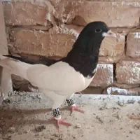 چپ سیاه