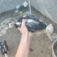 جوجه لاری و بوقلمون