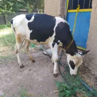 گاو لیشه مونت شیری .گاو گوساله ورزا سیمینتال