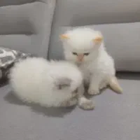 بچه گربه پرشین