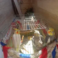 فروش سه تا پرنده عروس هلندی
