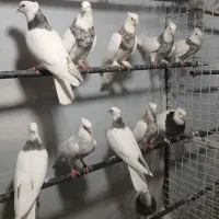جوجه طوقی سرور