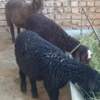 بره چی روپا