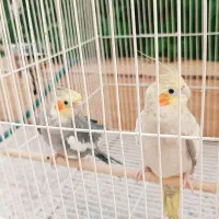 هلندی عروس و داماد