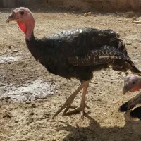 بوقلمون