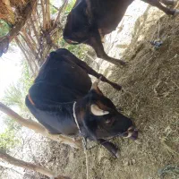 گاو نر