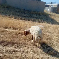 بره پروار