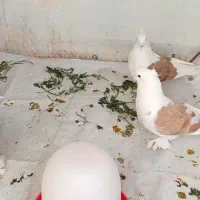 کبوتر|پرنده|گلپایگان, |دیوار