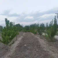 3000-متر-باغ-گلابی