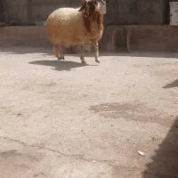 بره قوچ سنجابی
