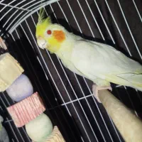 عروس هلندی ماده