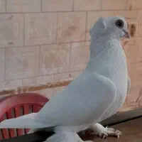 ۲۰۰۰۰۰۰ تومان