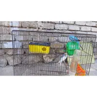 دوتا مرغ عشق با یک تخم