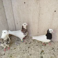 کبوتر طوقی شازده