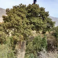 کارگر گردو چیدن