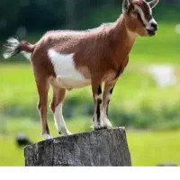 فروش بز