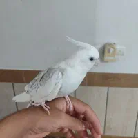 عروس هلندی آلبینو نر