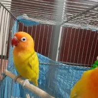 چهارکوتوله نروماده فیشرطلایی ولوتینو اپلاین 1 ساله
