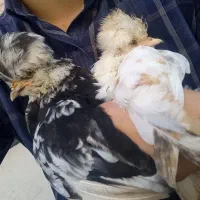 مرغ خروس سلطان لهستانی ۳ ۴ ماهه