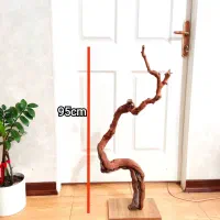 درختچه. استند . طوطی پرنده