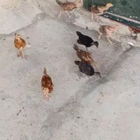 جوجه  مرغ کوردی و گلین