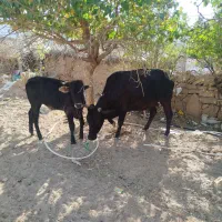 گاو ابستن و گوساله نر