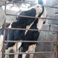 گوساله