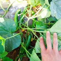 خیار محلی فقط به صورت عمده
