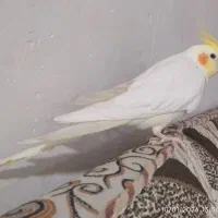س عدد پرنده