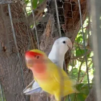 طوطی|پرنده|سندرک, |دیوار